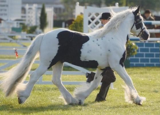 Camalsa Patrick - Pony Stallion